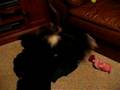 Bichón Habanero video