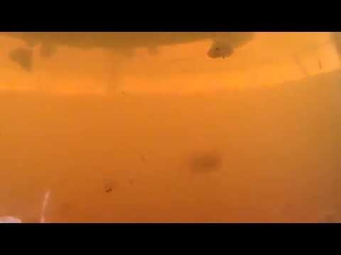 Kéfir de agua