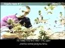 Green House Seed Arjan\ Green House Seed Arjan\