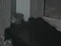 Mouse in my House