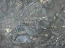 Klapperschlange Rattlesnake Klapperschlange Rattlesnake