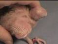 Banding a baby cockatiel