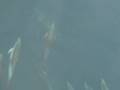 videos de Dolphins