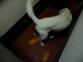 Kishu
