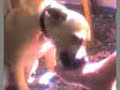 Dog licking bare foot