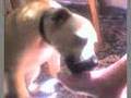Dog licking bare foot