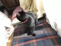 Click here to watch this video 120221 じゃれるサンタ子