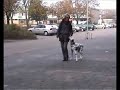 Canine freestyle basic movements: backing up
