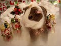 Merry Christmas? - from my Hamsters :) Merry Christmas? - from my Hamsters :)
