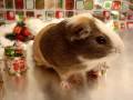 Merry Christmas? - from my Hamsters :)