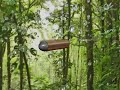 Bullet time en lluvia -Efecto foco- en Sistema de particulas