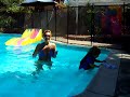 Cutie Swimming