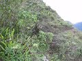 Climb up Machu Picchu Mountain