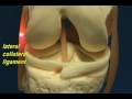 Knee Joint Model - Cruciate Ligaments & Mensici
