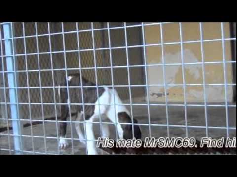 bully kutta