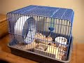 Asshole Hamster