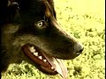 BROOKLYN BELLA - The \"Mother of all Dog Parks\"
