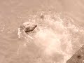 Sammy the Clapping Seal, Fraserburgh, Scotland