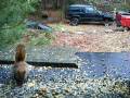 videos de .:. Le Squirrel Rouge In : 