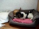 Canelle & Dandy - Juillet 2008