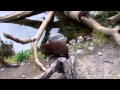 Asian Small-Clawed Otters are the most vocal Otter species, and have around 12-13 different calls.