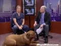Dog Interview