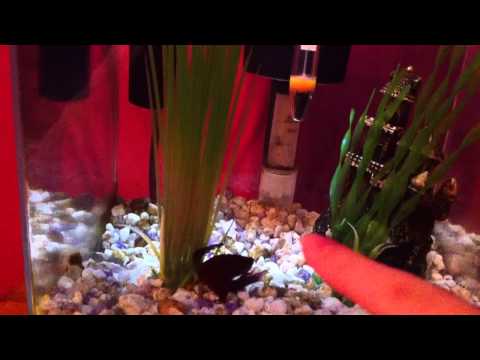 how to cure sbd in bettas