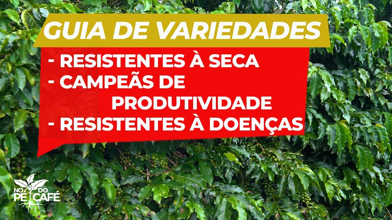 QUAL VARIEDADE NÃO PODE FALTAR NA SUA LAVOURA? Conheça as PRINCIPAIS CARACTERÍSTICAS das VARIEDADES