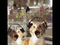 Funny Animals 2