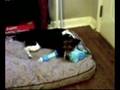 videos de Pattycakes the Beagle