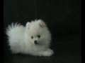 title="babywhite