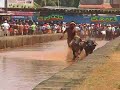 Click here to watch this video Kambala: Buffalo Race In India