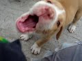 FILHOTES DE PIT BULL BEBES BRINCANDO MAMUTE 7263