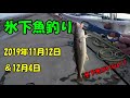 コマイ釣り　Saffron cod fishing　2019年11月12日と12月4日釣行　コマイが居ません！厳しい釣行でした。
