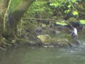 White-throated Dipper