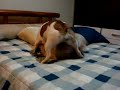 Buldogue Franc�s X Pug (3)
