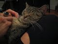 Cat enjoying a Feline Spa Treatment