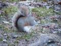 videos de The Grey Squirrel.wmv