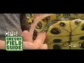 The Silent Invasion: Turtle Hunter