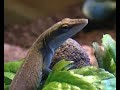 Anolis Carolinensis en terrarium Anolis Carolinensis en terrarium