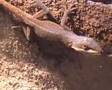 Anolis Carolinensis en terrarium