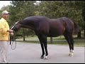 Pulpit - Famous race horse by A.P. Indy 2007 Pulpit - Famous race horse by A.P. Indy 2007
