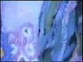 Amphibian - Björk - Brian Levy