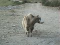 Exploring Tibet:  Part Two