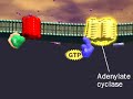 Adenyl Cyclase and c