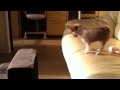 Funny Puppy Builds Courage To Jump Then Fails - animals, courage, cute, dog, fail, jump, pets, puppy, funny