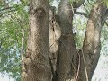 Evergreen Ash.wmv