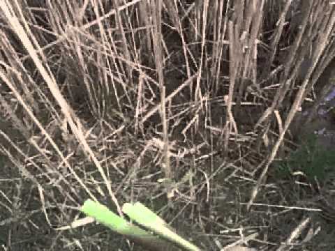 how to harvest phragmites