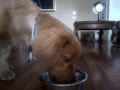 Weruva dog food: Product review