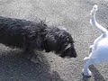 Wirehaired dachshund Wirehaired dachshund